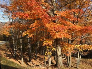 IMG-20171023-WA0006